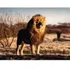 Puzzle 1500 pièces Ravensburger Lion