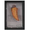 Collecta Coffret Pr?Historique : Dent Lat?Rale De T-Rex (R?Plique De Fossile)