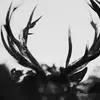 Candlelight Ihsahn