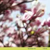 World of Echo Tara Clerkin Trio - In Spring (LP) (Limited Edition)