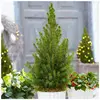 GARDENERSDREAM Picea Glauca Conica  Sapin de Noël en Pot  Conifère Pet...