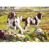 Otter House Puzzle Spaniel on Moor House-Puzzle-75804