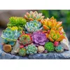 Enjoy Puzzle legpuzzel succulenten 1000 stukjes puzzelspel.