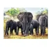 Trefl Puzzle Éléphants d'Afrique, 1000... (1000 pièces)