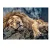 Puzzle Trefl - Lion endormi, 1000 pièces