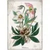 Interdruk Botanic Collection - Helleborus 384928