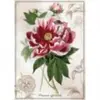 Interdruk Botanic Collection - Pivoine 384959