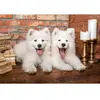 Puzzle 1000 pièces - Castorland - Chiots samoyèdes - Animaux - Intérieur - Mixte