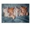 Castorland Chatons mignons 105144