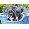 Castorland Puzzle 1000 pièces : Chiots Bouledogue français