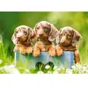 Castorland Cute Dachshunds - 100pcs