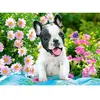 Castorland Puzzle French Bulldog Puppy 70 pièces (70 pièces)