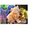 Puzzle Castorland - Chaton Gingembre, 500 pièces