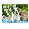 Castorland French Bulldog Puppy - 500pcs