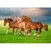 Castorland Chevaux en Ruée Vers le Printemps 54084