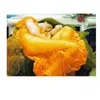 Eurographics Frederick Lord Leighton : Flaming June 6000-3214