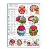 Puzzle Eurographics - Le cerveau, 1000 pièces