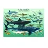 Eurographics - Puzzle Requins (1000 pièces)