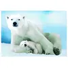 Puzzle Eurographics - Ours polaire et bébé, 1000 pièces