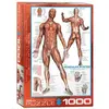 Puzzle Eurographics - Muskelsystem, 1000 pièces