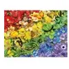 SunsOut Arc-en-Ciel de Papillons 35184