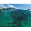 New York Puzzle Company Bottlenose Dolphins York-Puzzle-NG1993