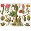 New York Puzzle Company Cacti - Cactus York-Puzzle-PD1833