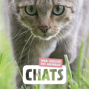 Chats -  Naturagency pas cher