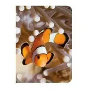 Piccolia Poisson clown pas cher