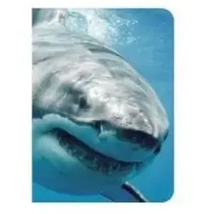 Piccolia Requin pas cher