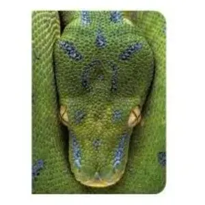 Piccolia Serpent pas cher