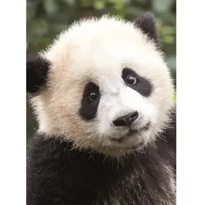 Piccolia Carnet Panda pas cher