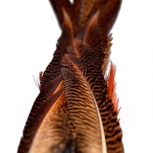 Baetis Plume Male Pheasant Tail pas cher