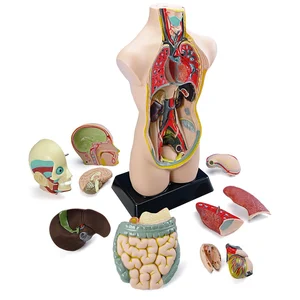 Miniland Educational - Ensemble d'anatomie pas cher