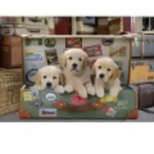 Puzzle Animaux - EDUCA - 500 pièces pas cher