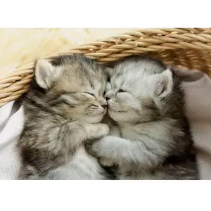 Puzzle 500 pièces - EDUCA - Doux chatons - Adulte - 48x34cm pas cher