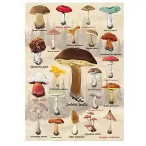 Dino Collage Champignons 53309 pas cher