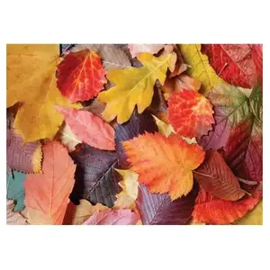 Magnolia Colorful Leaves 3525 pas cher