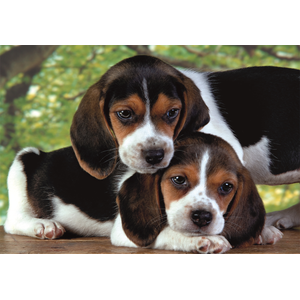 Clementoni - Puzzel - 500 Stukjes - Compacte doos - Honden - Puzzel Voor Volwassenen pas cher