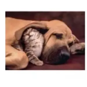 Clementoni Cuddles (Puzzle) pas cher