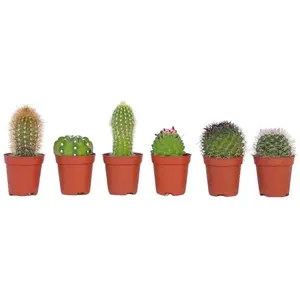 Comparateur de prix : Plant in a Box - Mix van Mini Cactussen - Mix van 6 stuks - Echte Cact...