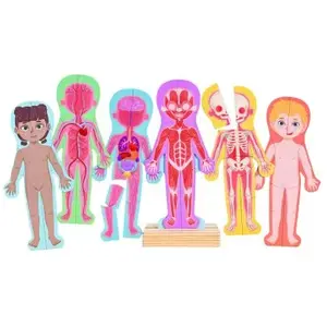 Hape Menselijk Lichaam Magnetische Puzzel pas cher