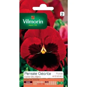 VILMORIN Pensée géante Lueur des Alpes rouge