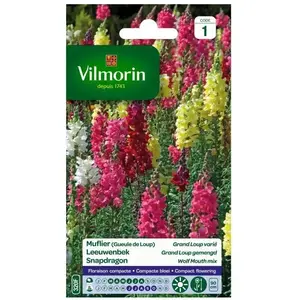 VILMORIN Muflier Grand Loup varié pas cher