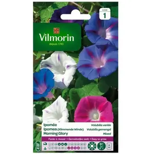 VILMORIN Ipomée Volubilis variée