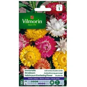 VILMORIN Immortelle a bractées double variée pas cher