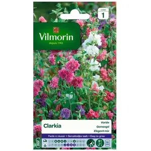 VILMORIN Clarkia élégant double varié