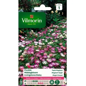 VILMORIN Ficoïde Tapis magique pas cher