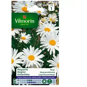 VILMORIN Chrysanthème grande marguerite Margo des près pas cher