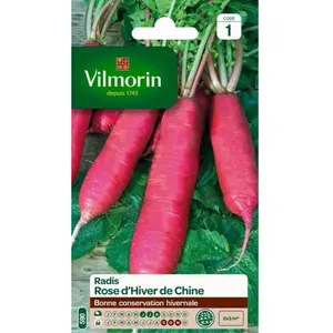 VILMORIN Radis rose d'hiver de Chine
